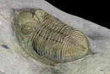 Bumpy Zlichovaspis Trilobite - Lghaft, Morocco #125088-2